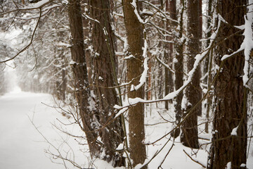 droga asfaltowa,zima 