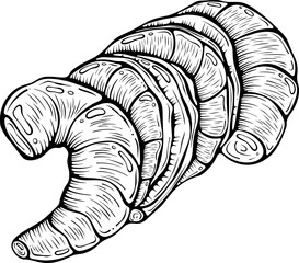 Shrimp tails placed side by side. Raw or boiled seafood, tiger shrimps meat. Vector illustration in hand drawn sketch doodle style. Line art isolated on white for coloring book, print, seafood menu