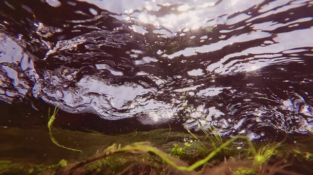 Close-up of a turbulent current on the surface of the water during high tide in the littoral zone above green and red algae on the sky and bright sun background, backlighting, slow motion