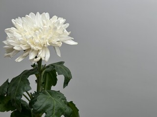 Fresh white chrysanthemum flower