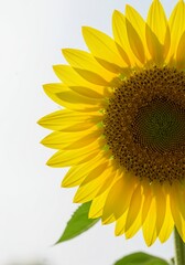 Sunlit close-up of a vibrant yellow sunflower against a smooth, bright white background creating a cheerful, airy mood, sunflower, garden, seed