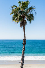 Solitary palm tree on a clear day at the beach