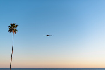 Serene coastal sky with solitary palm tree and flying bird
