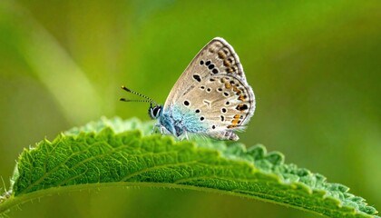 Obraz premium Delicate Blue Butterfly Rests on Vibrant Green Leaf in Soft Sunlight.