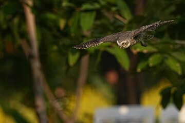 Spotted owls inhabit the wild in public parks in Thailand.