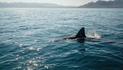 Fototapeta premium Great white shark dorsal fin breaking the water surface, highlighting oceanic wildlife, World Oceans Day