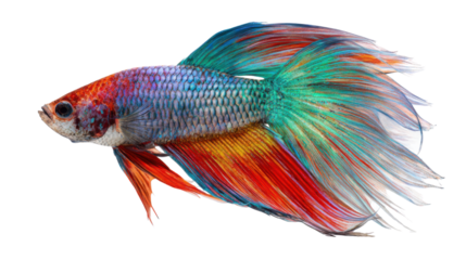 betta fish on white background 