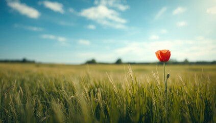 A solitary floral image with a poppy seed flower in a summer landscape under the sky and sunlight, highlighting seasonal growth