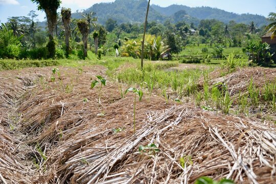 Rizi&egrave;res traditionnelles et mode de vie rural &agrave; Bali