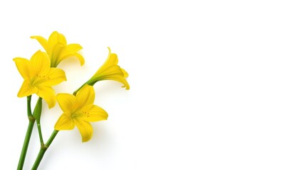 Yellow freesia blossoms with green stems set against a white backdrop, ideal for spring-themed floral arrangements