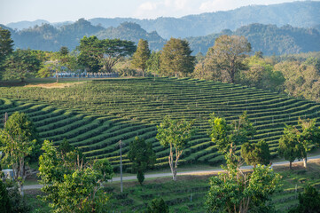 Tea plantation field in Chiang Rai province of Thailand. Camellia sinensis is a species of evergreen shrubs. Its leaves and leaf buds are used to produce tea.
