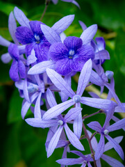 Beautiful Purple Petrea Volubilis Flowers Blooming on Vine