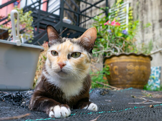 Beautiful Calico Cat with Green Eyes Portrait Closeup Outdoor