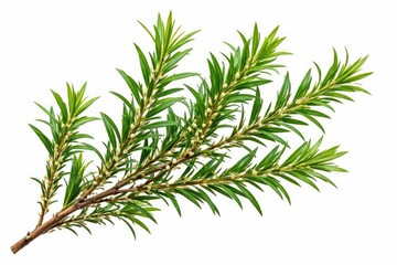 Detailed isolated shot of Melaleuca leaves and branches with sharp focus