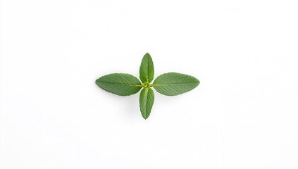 Fototapeta premium Isolated fresh sage herb captured with detailed focus for cooking or herbal applications, top view with room for text