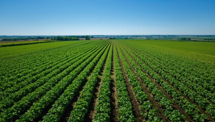 Low-altitude shot of potatoes growing in an irrigated farmland, highlighting crop management in rural Britain