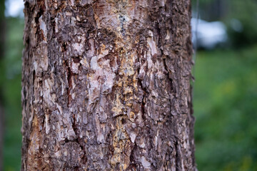 Fototapeta premium Dense forest trees on the edge of the forest
