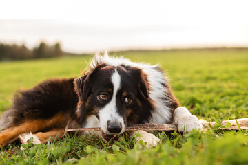 Border Collie dog chewing stick on green field, playful active pet outdoors, summer nature lifestyle.