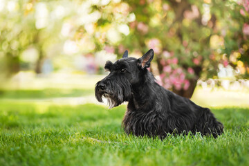 Scottish Terrier resting on green grass in spring garden, elegant black dog, purebred pet outdoors.