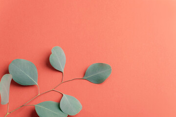 Green eucalyptus branch with round leaves on coral background. Top view, flat lay, copy space