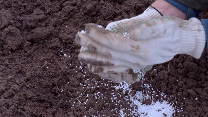 Agribusiness. Potassium nitrogen fertilizers in protected hands. farmer sprinkles white balls of ammonium nitrate. Smart farming, using modern enrichment. Future agriculture concept. 2026, 4K