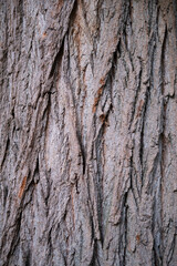 Obraz premium Oak tree bark background