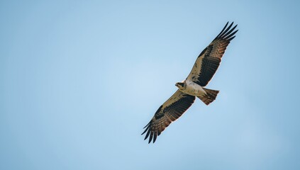 Fototapeta premium Flying raptor with keen eyesight searching for food, bird of prey activity