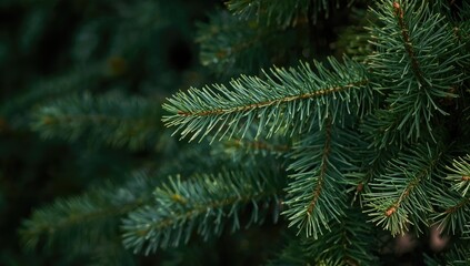 Spruce tree needles as natural backdrop for text layouts