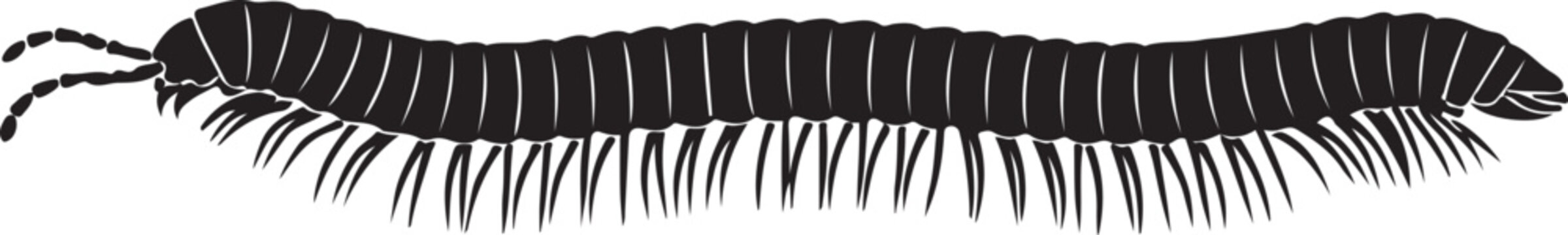  Eumillipes persephone in silhouette white background.