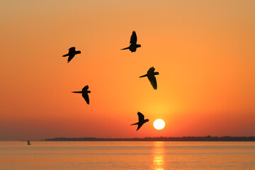 Beautiful parrots flying in the sky during sunset. Free flying bird