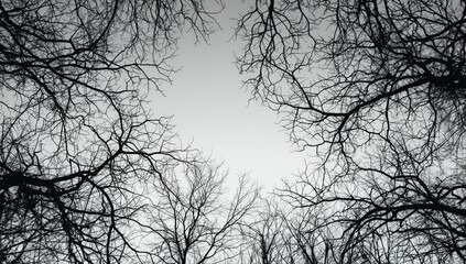 Obraz premium Abstract black and white tree pattern serving as a nature-inspired UI backdrop