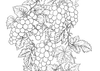 Seamless vector pattern with ripe grape bunches, leaves, and vines. Hand-drawn watercolor style. Ideal for wine labels, textiles, wallpapers, and packaging. Elegant, botanical, and vintage-inspired.