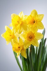 Closeup Yellow Daffodils Bouquet