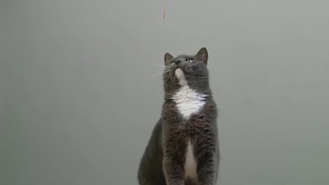 Cat on Gray Background. Gray White Feline Against Neutral Grey Plain Backdrop. Real Shot Cat Isolated is Sitting, Looking Up, Playing. Kitty Cat licks its muzzle. Kitten video. Goods for pets 4K