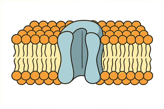 Structure of a cell membrane with proteins and lipids shown in a diagram at an educational setting