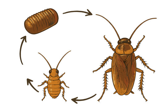 Lifecycle of a cockroach showing the egg, nymph, and adult stages in a simple diagram