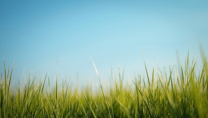 Bright yellow grass blades with a blue sky backdrop serving as a UI background, seasonal change, Earth Day