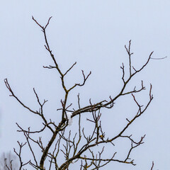 Winter Mountain Majesty