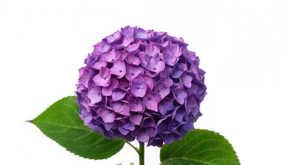 Close-up of purple hydrangea flowers framing a white background for botanical arrangements