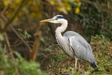 Fototapeta premium A gray heron lurks in the meadow waiting for prey, gray herons among bushes and green leaves, a heron searching for prey, gray plumage, Ardea cinerea