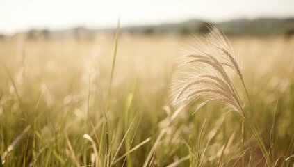 Open grassy terrain featuring ears in the distance, suitable for ecological or farmland analysis