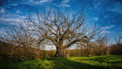 Fototapeta premium Apple tree without pruning showing long water shoots in winter, highlighting growth stage