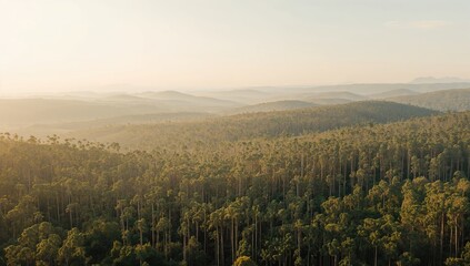 Eucalyptus trees in Paraguay, illustrating large-scale monoculture forestry for timber production