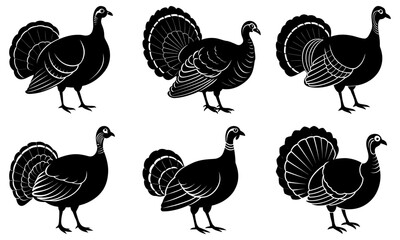 Obraz premium Six Black and White Turkey Silhouettes with Fan Tails on Transparent Background bird