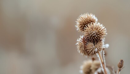 Brown seed heads with detailed spiky texture, used as natural decorative elements in landscape design