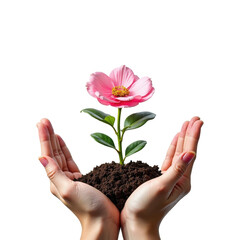 Nurturing Growth: Hands Cradling a Pink Flower in Rich Soil, Symbolizing Care and Nature's Beauty on transparent background