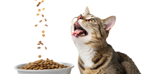 Ultra realistic cat sitting and looking at food being poured from above into a bowl, cat mouth slightly open with tongue visible, excited curious expression, dry cat food kibble falling vertically int