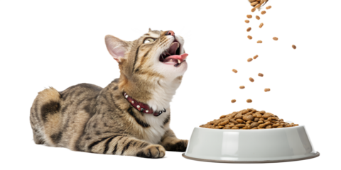Ultra realistic cat sitting and looking at food being poured from above into a bowl, cat mouth slightly open with tongue visible, excited curious expression, dry cat food kibble falling vertically int