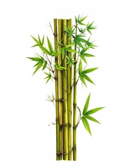 Fototapeta premium Tall bamboo stalks stand tall, displaying green leaves, isolated on clean white backdrop