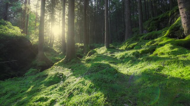 Mysterious forest landscape in Sweden with dense green trees and soft natural light, smooth camera movement through woodland creating calm, immersive and magical atmosphere